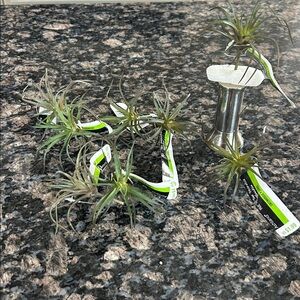 ASHLAND TILLANDSIA /AIR PLANT LOT OF 8 NWT